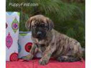 Mastiff Puppy for sale in Bybee, TN, USA