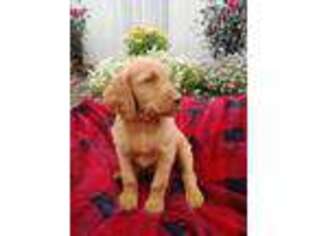 Goldendoodle Puppy for sale in Charles City, IA, USA