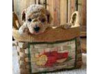 Goldendoodle Puppy for sale in Benson, NC, USA