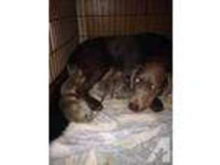 Labrador Retriever Puppy for sale in BELLEVUE, NE, USA