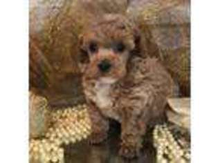 Mutt Puppy for sale in Blackwell, OK, USA
