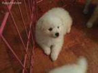 American Eskimo Dog Puppy for sale in La Vernia, TX, USA