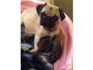 Pug Puppy for sale in STRAWBERRY PLAINS, TN, USA