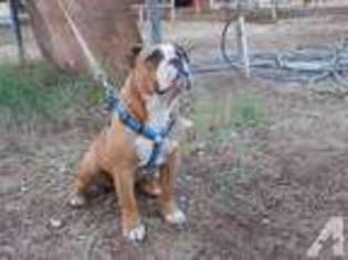Bulldog Puppy for sale in RAMONA, CA, USA