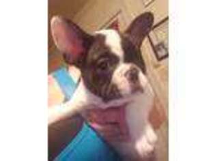 French Bulldog Puppy for sale in Wilson, NC, USA