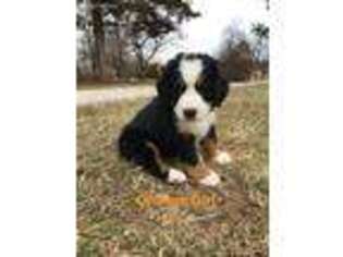 Bernese Mountain Dog Puppy for sale in Holden, MO, USA