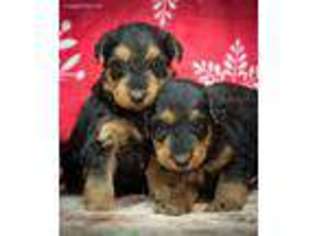 Airedale Terrier Puppy for sale in Bloomfield, IN, USA