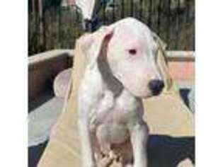 Dogo Argentino Puppy for sale in Murrieta, CA, USA
