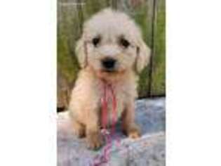 Labradoodle Puppy for sale in Only, TN, USA