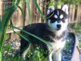 Siberian Husky Puppy for sale in Concord, CA, USA