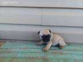 Pug Puppy for sale in Waynesboro, TN, USA