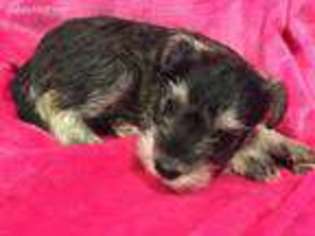 Schnoodle (Standard) Puppy for sale in Woodbury, MN, USA