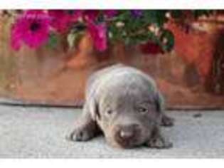 Labrador Retriever Puppy for sale in Spicer, MN, USA