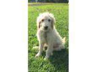 Goldendoodle Puppy for sale in Garrison, KY, USA