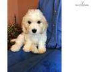 Cavachon Puppy for sale in Topeka, KS, USA