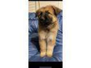 German Shepherd Dog Puppy for sale in Los Angeles, CA, USA