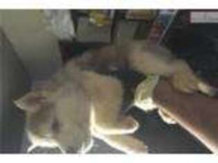 Siberian Husky Puppy for sale in Kansas City, MO, USA