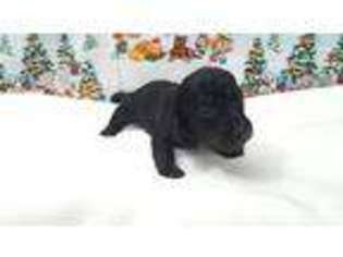 Dachshund Puppy for sale in Harmony, PA, USA