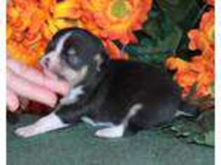 Chihuahua Puppy for sale in Oroville, CA, USA