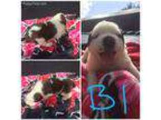 Saint Bernard Puppy for sale in Mount Carmel, IL, USA
