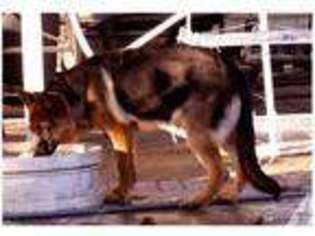 German Shepherd Dog Puppy for sale in BAKERSFIELD, CA, USA