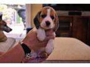 Beagle Puppy for sale in Hendersonville, NC, USA