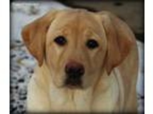 Labrador Retriever Puppy for sale in Brownsville, OR, USA