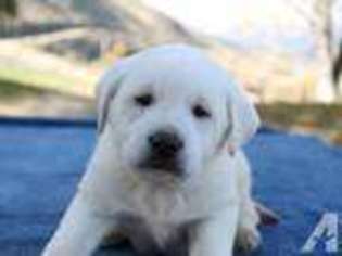 Labrador Retriever Puppy for sale in HORSESHOE BEND, ID, USA