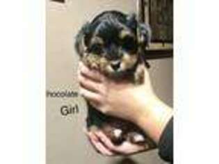 Yorkshire Terrier Puppy for sale in Carver, MA, USA