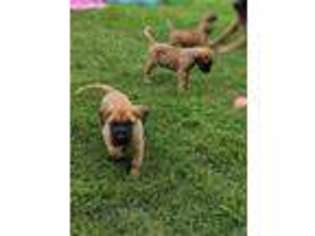 Mastiff Puppy for sale in Southaven, MS, USA
