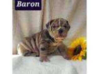 Olde English Bulldogge Puppy for sale in Howard, PA, USA