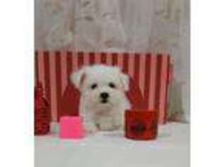 Maltese Puppy for sale in Chelsea, MA, USA