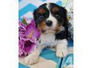 Cavalier King Charles Spaniel Puppy for sale in RANCHO SANTA FE, CA, USA