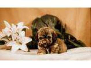 Labradoodle Puppy for sale in Loudonville, OH, USA