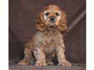 Cocker Spaniel Puppy for sale in Iola, WI, USA
