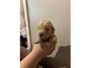 Golden Retriever Puppy for sale in Wellington, CO, USA