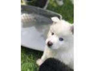 Siberian Husky Puppy for sale in Spencer, NY, USA