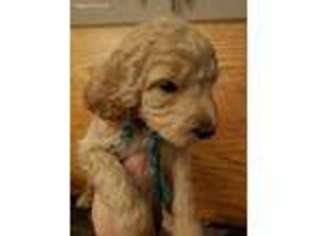 Goldendoodle Puppy for sale in Boone, IA, USA