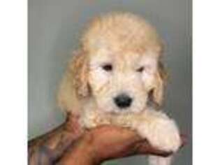 Goldendoodle Puppy for sale in Russellville, AR, USA