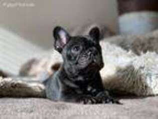 French Bulldog Puppy for sale in Whitefish, MT, USA