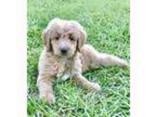 Goldendoodle Puppy for sale in Zellwood, FL, USA