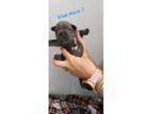 French Bulldog Puppy for sale in Royal Oak, MI, USA