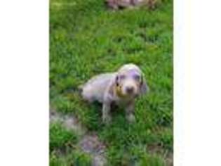 Weimaraner Puppy for sale in Spring Hill, FL, USA