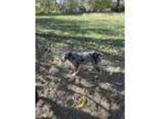 Australian Shepherd Puppy for sale in Eastland, TX, USA