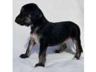 Afghan Hound Puppy for sale in Montgomery, AL, USA