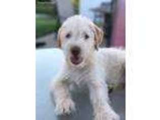 Goldendoodle Puppy for sale in Dowell, IL, USA