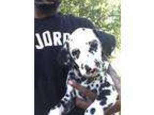 Dalmatian Puppy for sale in Fayetteville, AR, USA