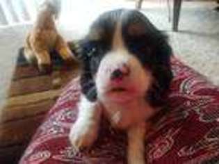 Cavalier King Charles Spaniel Puppy for sale in Frederick, MD, USA