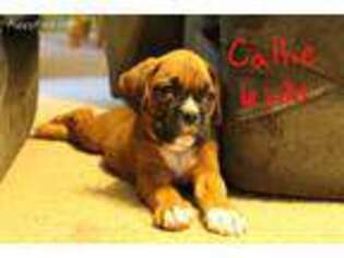 Boxer Puppy for sale in Andrews, NC, USA
