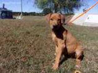 Rhodesian Ridgeback Puppy for sale in Carney, OK, USA